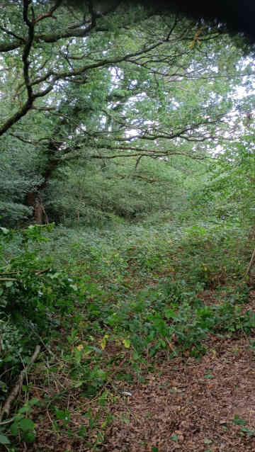 Photo 2 The clearing between east and west
