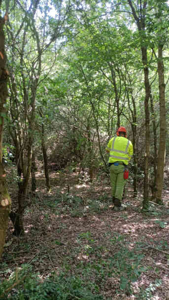 Photo 3 Opening the way through a wall of trees and bushes