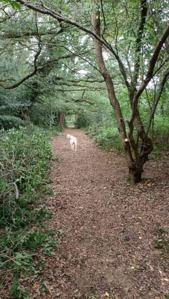 section 4