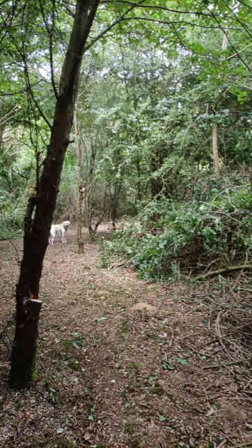 section 6